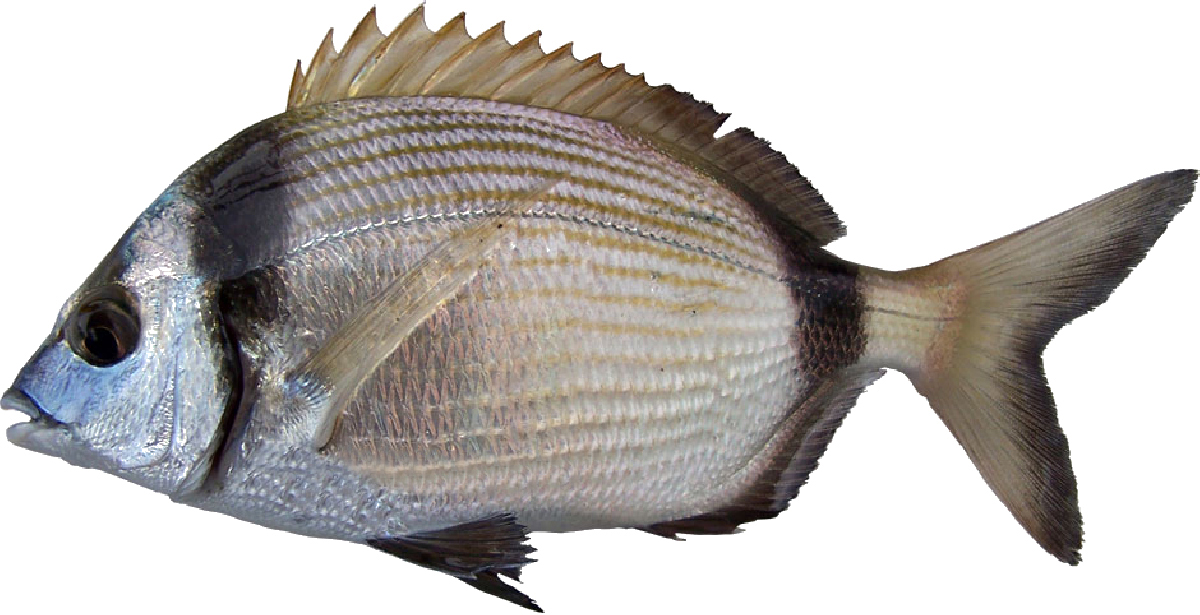 kétsávos gyűrűskeszeg (fratar)