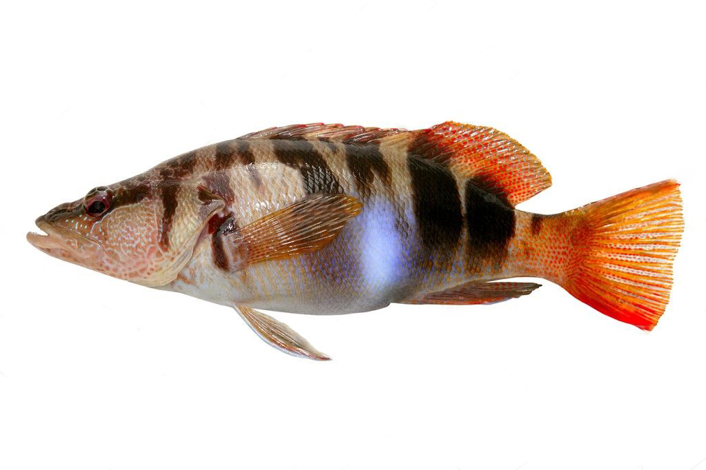 betűs sügér (pirka)