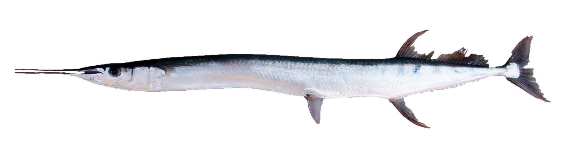 csőrös csuka (iglica)